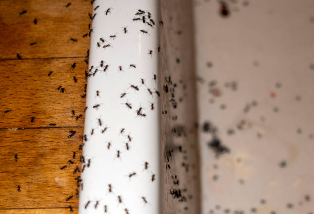 Best Local Pest Control Services  in Affton, MO