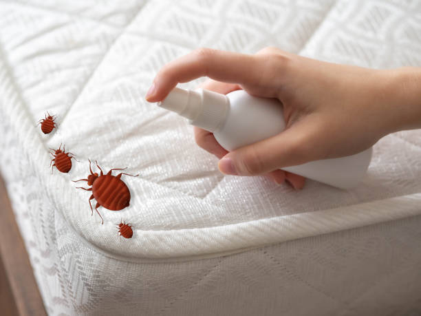 Best Pest Prevention Services  in Affton, MO