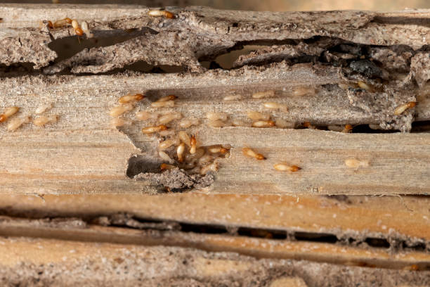 Best Cockroach Control Services  in Affton, MO